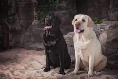 köpek, labrador iç