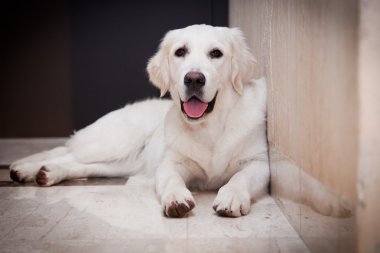 Golden retriever, ev, iç, güzel
