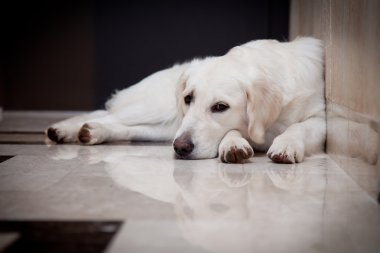 Golden retriever, ev, iç, güzel