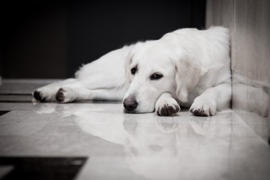Golden retriever, ev, iç, güzel
