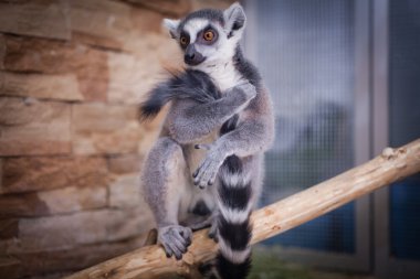 Halka kuyruklu lemur (Lemur catta)