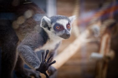 Halka kuyruklu lemur (Lemur catta)