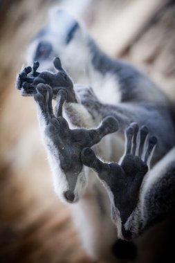 Ring-tailed Lemur (Lemur catta) clipart