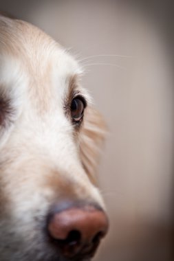 Golden retriever, ev, iç, güzel