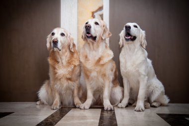 Golden retriever, ev, iç, güzel