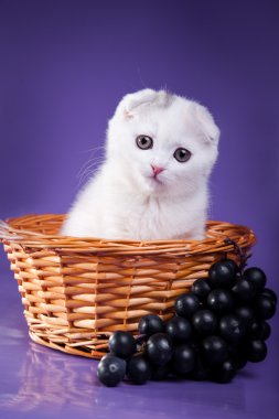 renkli bir arka plan üzerinde İskoç kedi. yavru kedi