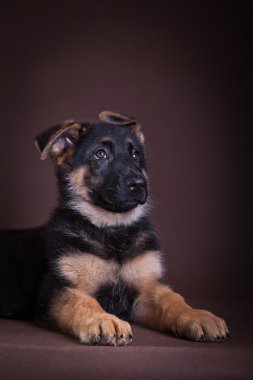 köpek yavrusu. Alman çoban köpek doğurmak