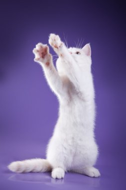 renkli bir arka plan üzerinde İskoç kedi. yavru kedi