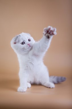 renkli bir arka plan üzerinde İskoç kedi. yavru kedi