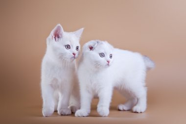 beyaz zemin üzerinde İskoç kedi. yavru kedi