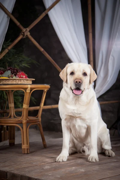 Dog, Labrador in the interior — Stock Photo, Image