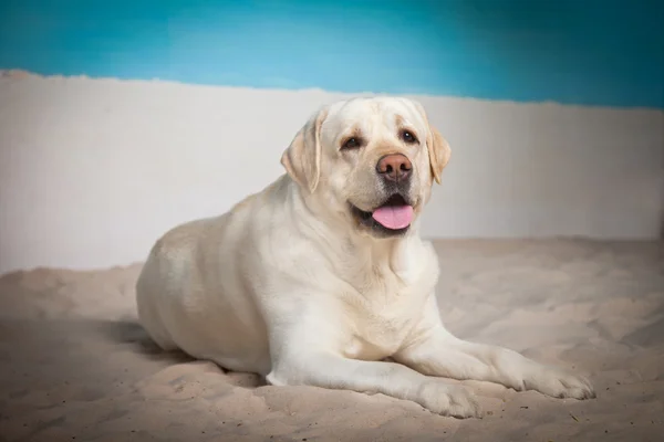 Dog, Labrador in the interior — Stock Photo, Image