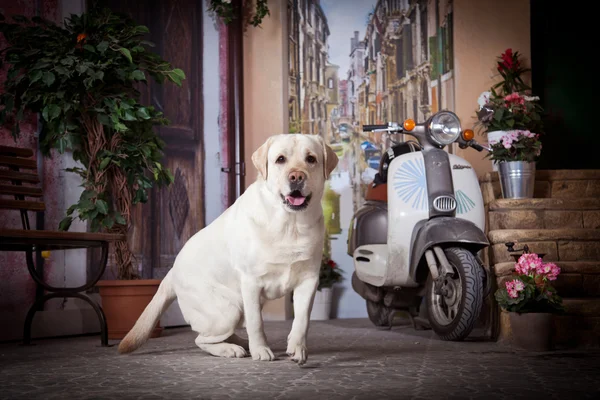 Dog, Labrador in the interior — Stock Photo, Image