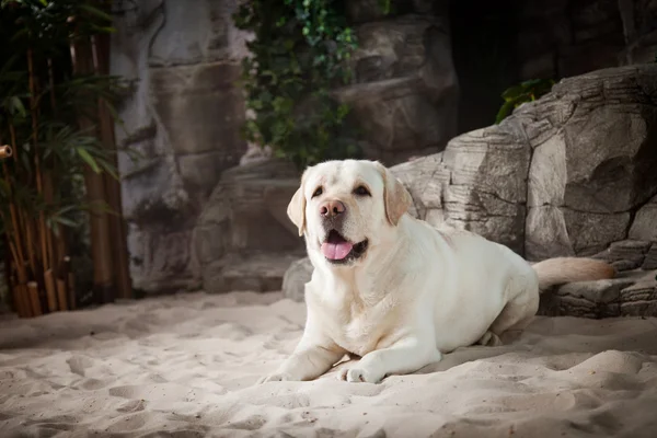 Dog, Labrador in the interior — Stock Photo, Image