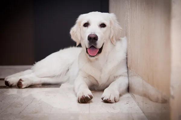 Złoty pies myśliwski, dom, wnętrze, piękne — Zdjęcie stockowe