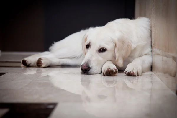 Golden retriever, ev, iç, güzel — Stok fotoğraf