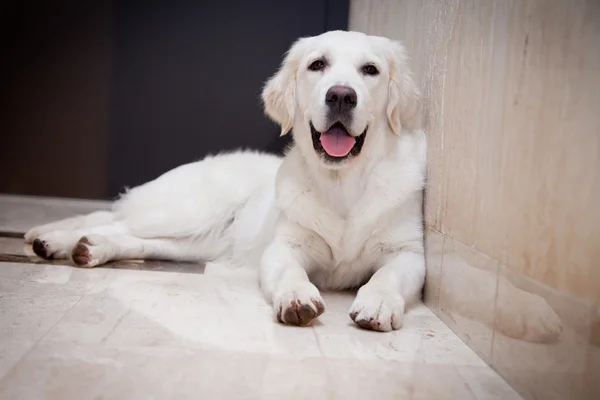 Golden Retriever, casa, interior, hermoso —  Fotos de Stock