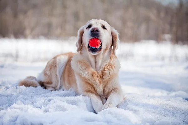 Zlatý retrívr, pes, sníh, ulice — Stock fotografie