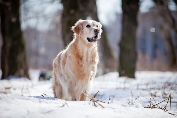 Golden retriever, pies, śnieg, ulica — Zdjęcie stockowe