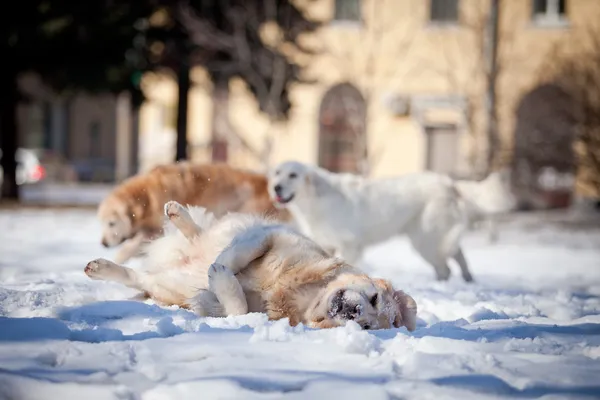 Labrador retriever à l'extérieur, dans la neige — Photo