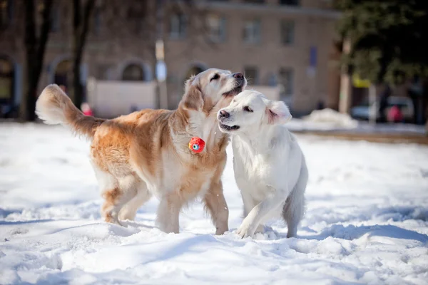 Labrador recuperador al aire libre, en la nieve — Foto de Stock