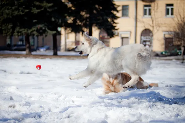 Labrador retriever all'aperto, nella neve — Foto Stock