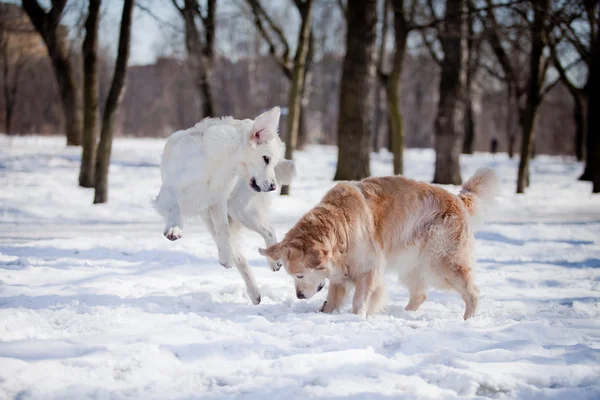Labrador retriever outdoors, in the snow — Stock Photo, Image