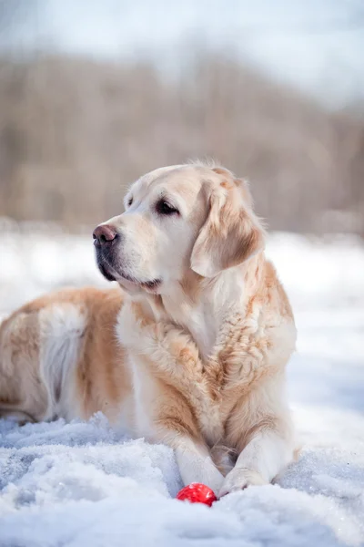 Labrador recuperador al aire libre, en la nieve — Foto de Stock