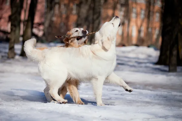 Labrador retriever à l'extérieur, dans la neige — Photo