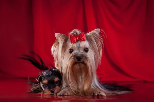 Yorkshire terrier, brinquedo, fundo vermelho — Fotografia de Stock