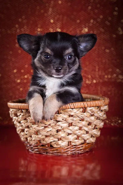 Cachorrinho de chihuahua, fundo, cesta, brinquedo — Fotografia de Stock