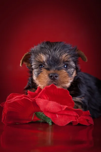 Yorkshire terrier, giocattolo, sfondo rosso — Zdjęcie stockowe