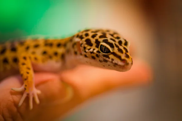 Lagarto, mão, camaleão — Fotografia de Stock