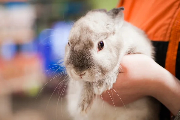 Rabbit, beautiful, hand, home — Stock Photo, Image