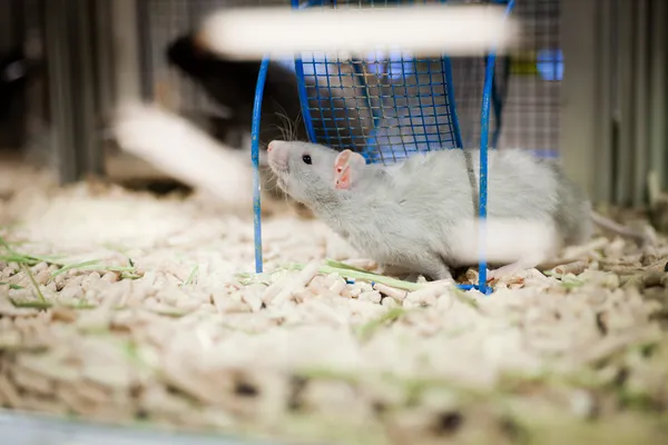 Rat cage, sawdust, game — Stock Photo, Image