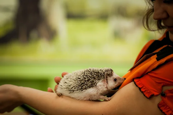 Igel — Stockfoto