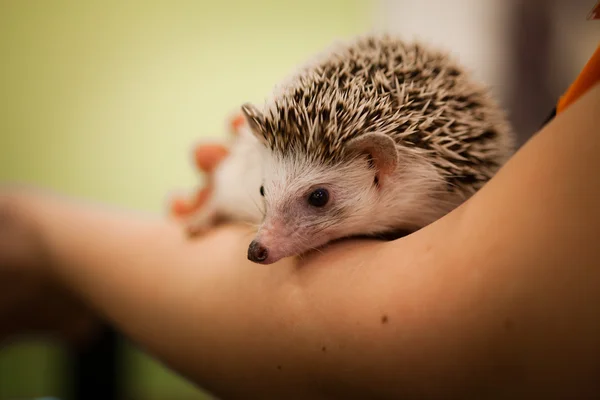 Igel — Stockfoto