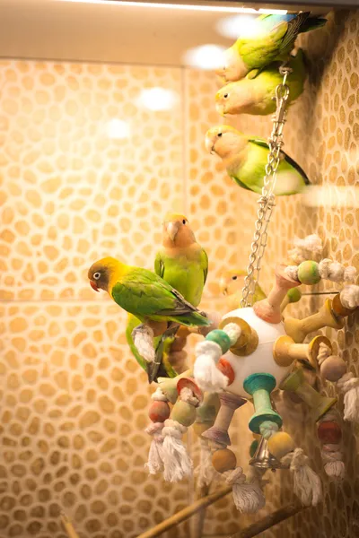 Loros, lindo, pájaro, casa , — Foto de Stock
