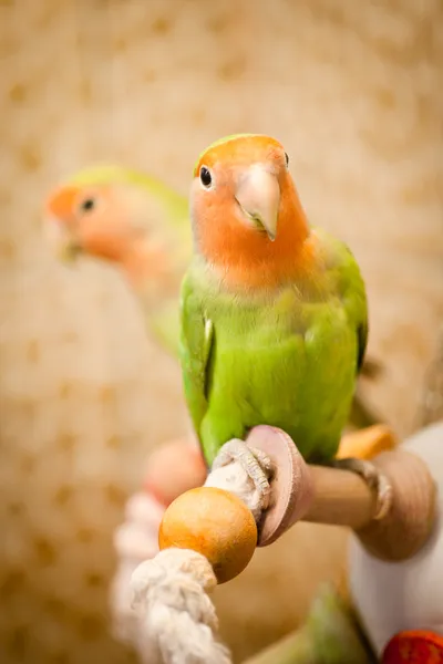 Loros, lindo, pájaro, casa , — Foto de Stock