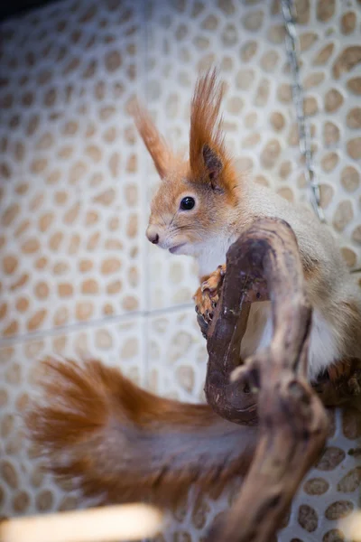Écureuil, rouge, assis dans un arbre — Photo