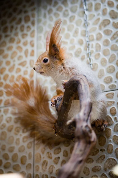 Eichhörnchen, rot, sitzt in einem Baum — Stockfoto
