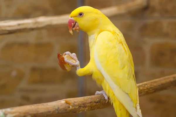 Жовтий папуга — стокове фото