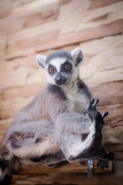 Ring-tailed Lemur (Lemur catta) — Stock Photo, Image