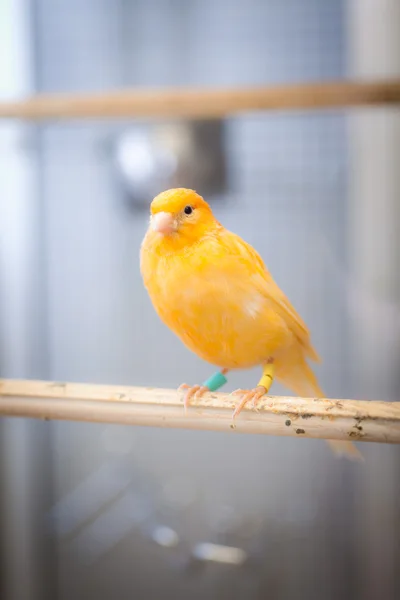 Loros, lindo, pájaro, casa , — Foto de Stock