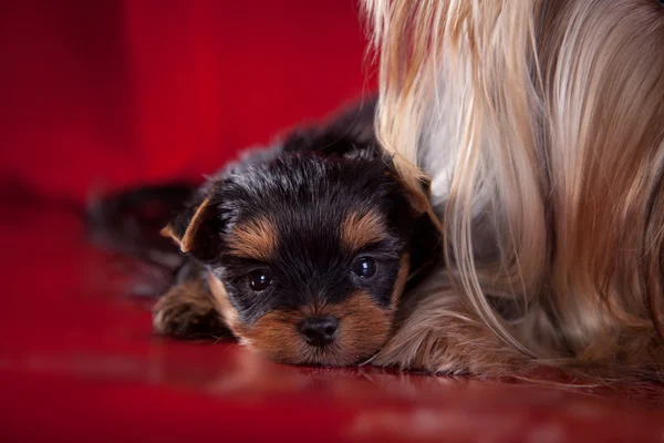 Yorkshire Terrier, Spielzeug, roter Hintergrund — Stockfoto