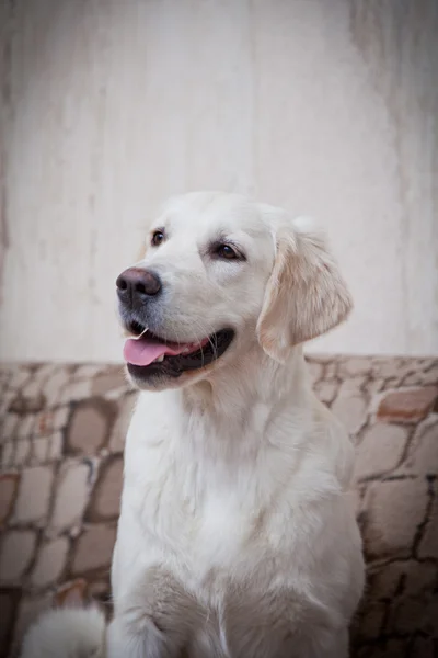 Golden Retriever, casa, interior, hermoso —  Fotos de Stock