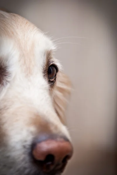 Golden retriever, ev, iç, güzel — Stok fotoğraf