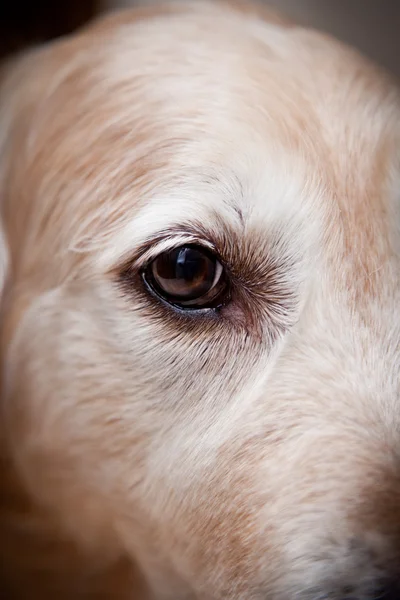 Golden Retriever, home, interior, beautiful — Stock Photo, Image