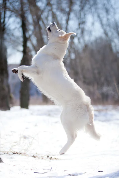 Labrador retriever all'aperto, nella neve — Foto Stock