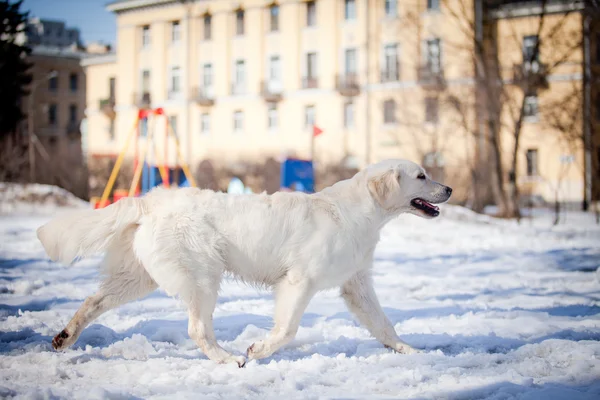 Labrador retriever na zewnątrz, w śniegu — Zdjęcie stockowe